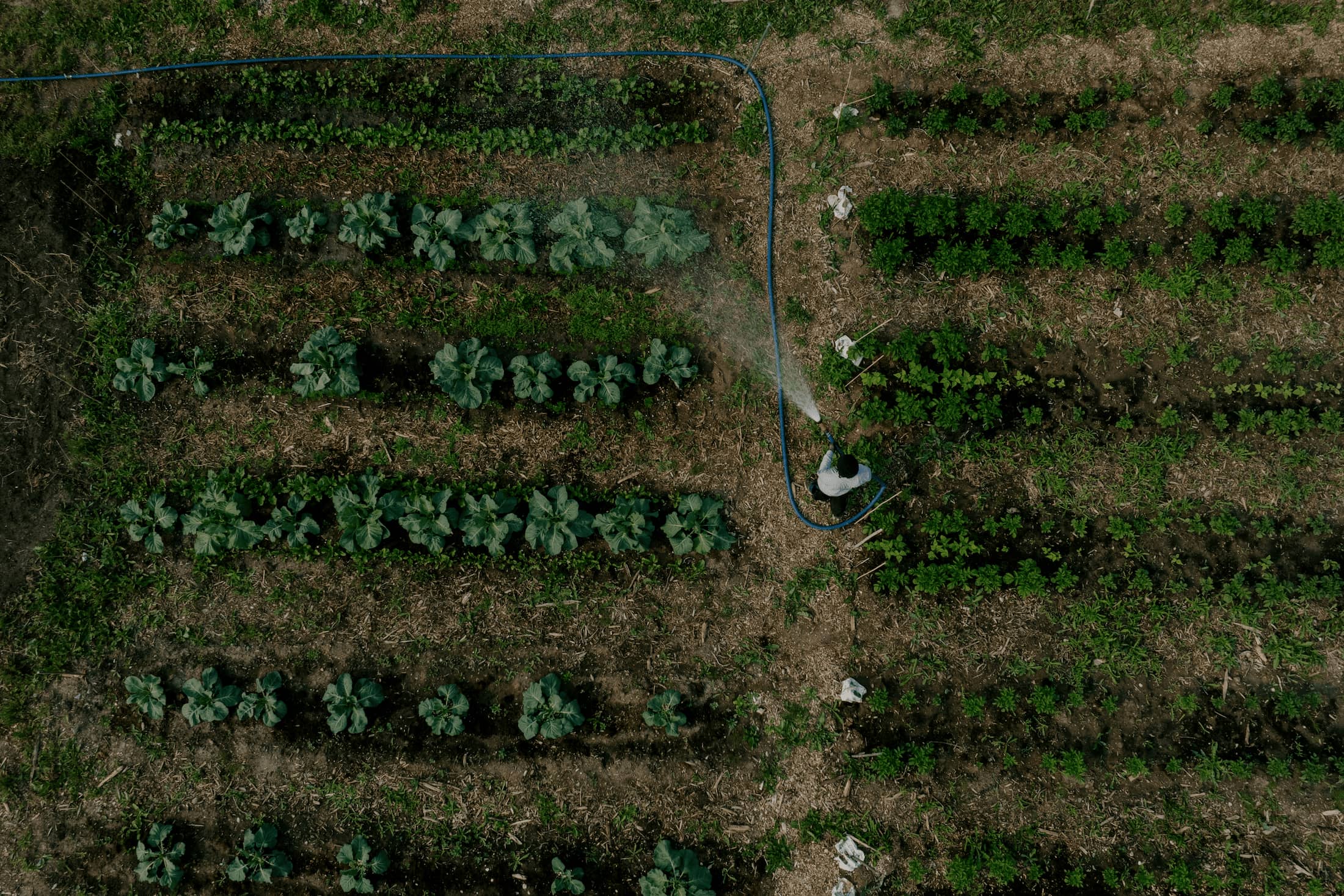 Full-width image